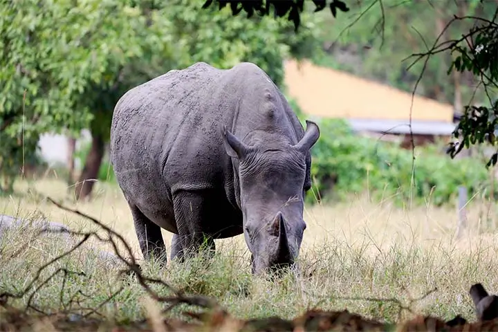 White rhino a  zziwa